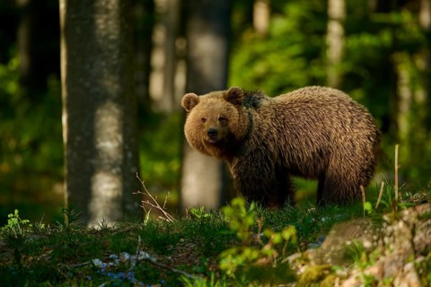 A brown bear stands in the dense forest bathed in rays of light, European brown bear (Ursus