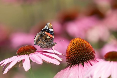 Red admiral butterfly (Vanessa atalanta) adult insect feeding on a garden purple Coneflower
