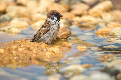 Tree Sparrow, Passer Montanus, Sparrow, Tree Sparrow, Bath, Bird Bath, Birds, Passeri, Songbirds,