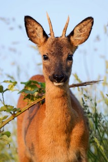 European roe deer (Capreolus capreolus), male roe deer, North Rhine-Westphalia, Germany
