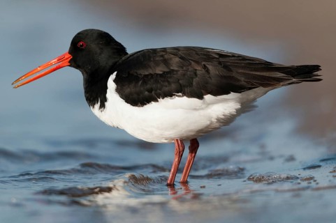 Oystercatchers, Haematopus ostralegus, oystercatchers, birds, charadriiformes, limikolen, snipe