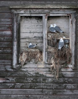Black-legged Kittiwake, Black-legged Kittiwake, Norway, Rissa Tridactyla, Varanger, Birds, Breed,