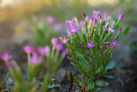Centaurium pulchellum, gentian plants, gentianaceae, small milliaudenherb, dainty thousandum herb,