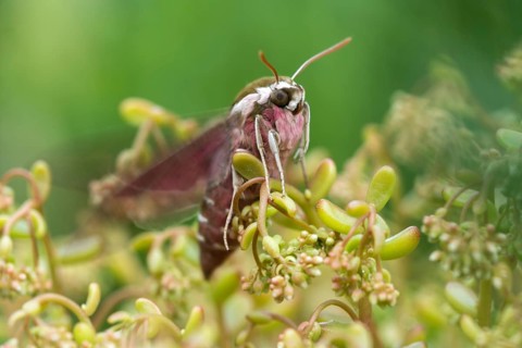 Hyles euphorbiae, milkweed swarmers, butterfly, insects, moths, moths, moths, butterfly, swarmer,