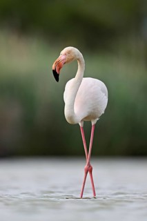 A greater flamingo (Phoenicopterus roseus), standing in the water, Camargue Regional Nature Park,