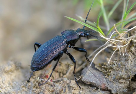 Carabus granulatus, granulated ground beetle, granulated ground beetle, beetle, coleoptera,