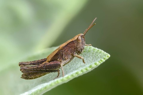 Acrididae, caelifera, field locusts, gomphocerinae, short-feeler, nightingale grasshopper,