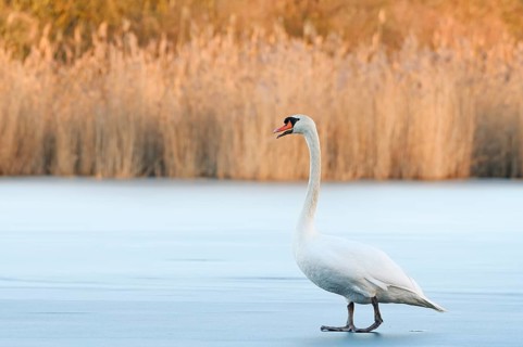 A mute swan (Cygnus olor) stands on a frozen lake in winter, North Rhine-Westphalia, Germany