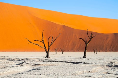 Dead trees in front of red sand dunes, atmospheric white salt pan Dead Vlei, Sossusvlei, Namib,