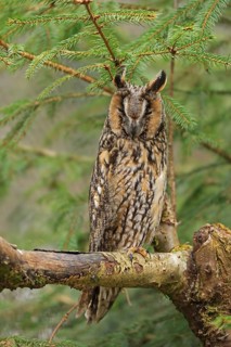 Long-eared owl (Asio otus), Neuschönau, Bavaria, Germany
