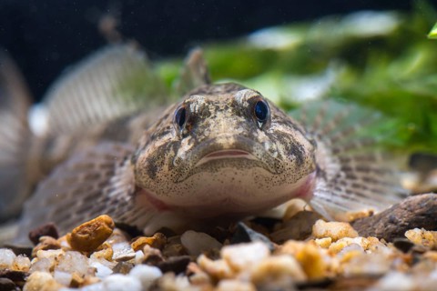 Bullhead, Cottus Gobio, European Bullhead, Millers Thumb, Mühlkoppe, Westgroppe, Common Bullhead,