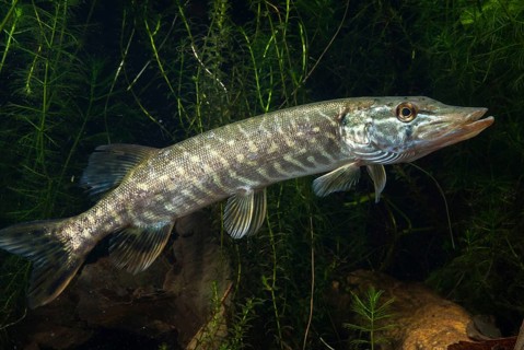 Esox Lucius, pike, pike, predatory fish, fishes, northern pike, pisces
