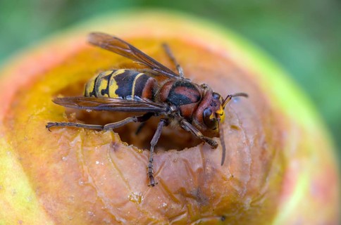 Real wasps, European hornet, hymenoptera, vespa crabro, wrinkle wasps, hornet, insects, insects,