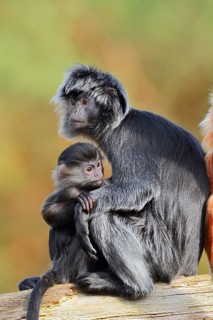 Javan lutung (Trachypithecus auratus), a female and her young sitting on a tree trunk, in