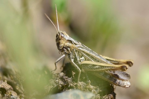 Acrididae, caelifera, field locusts, gomphocerinae, short-feeler, nightingale grasshopper,