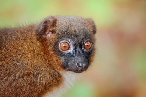 Red-bellied lemur (Eulemur rubriventer), female, portrait, in captivity, found in Madagascar