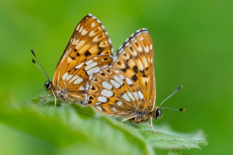 Brown cube butterfly, duke of burgundy fritillary, hamearis lucina, pearl bandage, cowslip cube,