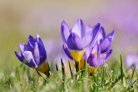 Sieber's crocus or Greek dwarf crocus (Crocus sieberi), flowers, North Rhine-Westphalia, Germany