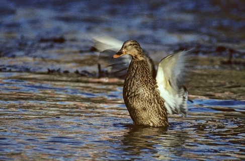 Anas platyrhynchos, mallard, mallard, anatidae, birds, ducks, ducks, ducks, female, plumage care,