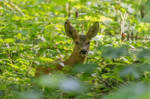Female red deer (Capreolus capreolus) standing in green bushes. The animal looks around attentively