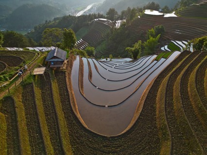 Aerial view of rice terraces setting new fresh green rice, new fresh green rice seedlings at Mù
