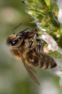 Apidae, apis mellifera, bees, European honey bee, European honeybee, hymenoptera, western honey