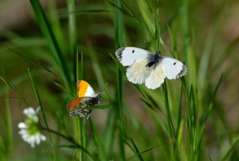 Anthocharis cardamines, aurorae, orange tip, butterfly, insects, mating, mating prelude,