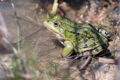Edible Frog, Pelophylax Esculentus, Pelophylax Kl. Esculentus, Rana Kl. Esculenta, Pond Frog,