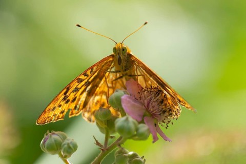 Silver-washed fritillary butterfly (Argynnis paphia) adult insect resting on bramble flowers in