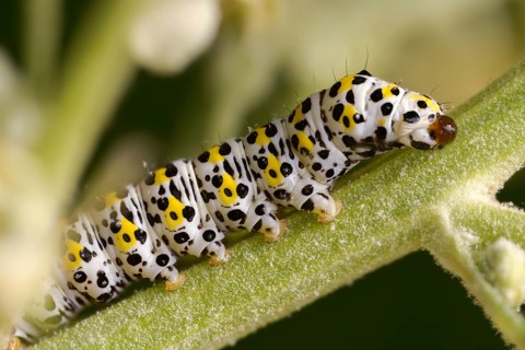Cucullia lychnitis, grey-pollinated woolly monk, Shargacucullia lychnitis, later mullein monk,