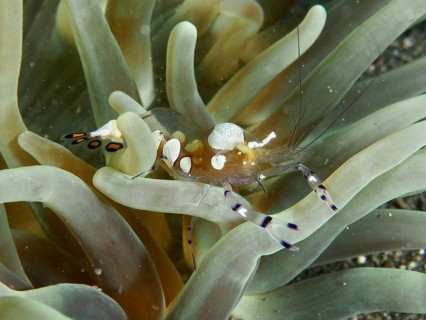 A translucent crab, the peacock-eyed anemone shrimp (Ancylocaris brevicarpalis), on a sea anemone,