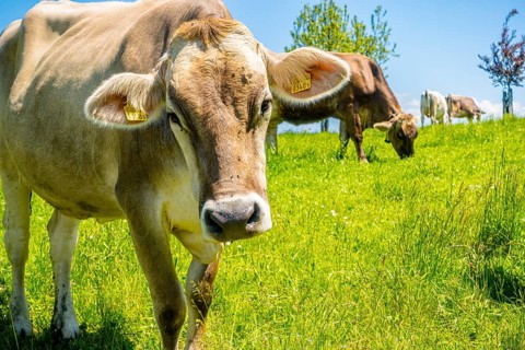 Cows grazing on a green pasture under a blue sky, Neuenkirch, Canton of Lucerne, Switzerland