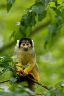 A squirrel monkey is sitting on a branch, surrounded by green leaves, squirrel monkey or