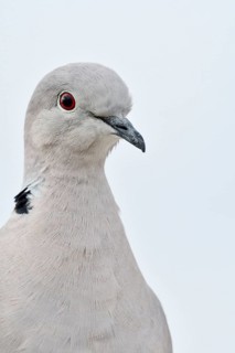 Eurasian Collared Dove (Streptopelia decaocto), portrait, Fuerteventura, Canary Islands, Spain
