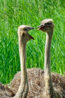 South African ostrich (Struthio camelus australis), female, bird, in captivity, found in savannahs,