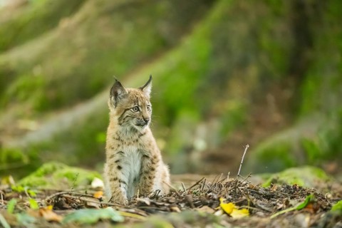 Eurasian lynx (Lynx lynx) youngsters (cub) sitting in a forest, Bavaria, Germany