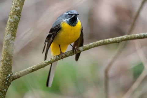 Mountain tail, gray wagtail, motacilla cinerea, courtship behavior, birds, courtship display, male,