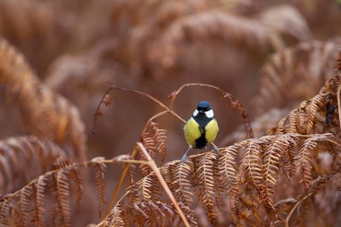 Great tit (Parus major) adult garden bird on a Bracken leaf in winter, England, United Kingdom
