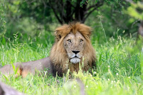 Lion (Panthera leo), adult, male, lying down, alert, portrait, grass, Kruger National Park, South