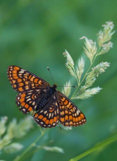 Ash moth, Euphydryas maturna, small maybird, maybird, butterfly, insects, scarce fritillary,