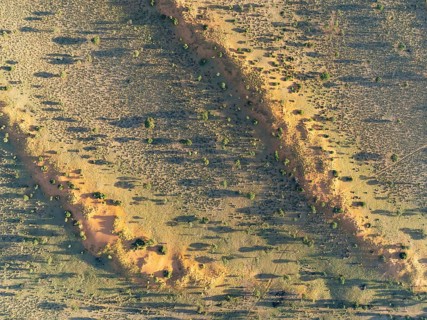Parallel, linear sand dunes grown with camelthorn trees (Vachellia erioloba) in the Kalahari Desert