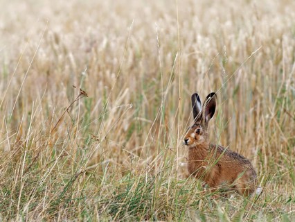 European hare (Lepus europaeus) at the edge of a cereal field, Solms, Hesse, Germany