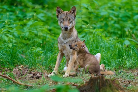 A wolf sits in the forest next to a curious puppy, surrounded by green vegetation, summer, wolf