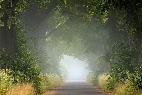 A foggy forest path, which is lined with densely leafy trees, creates a quiet morning atmosphere,