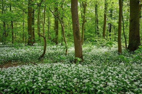 View of a peaceful forest landscape with flowering plants and tall trees, wild garlic (Allium