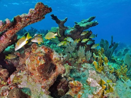 A variety of fish species swim around dead, broken pieces of moose-antler coral (Acropora palmata)
