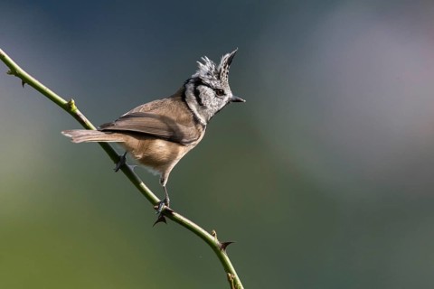 Crested tit, crested tit, Lophophanes cristatus, parus cristatus, birds, tit, passeri, songbirds,