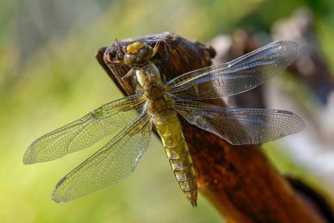 Broad-bodied chaser, libellula depressa, flatbelly, anisoptera, dragonflies, insects, larva, larva,
