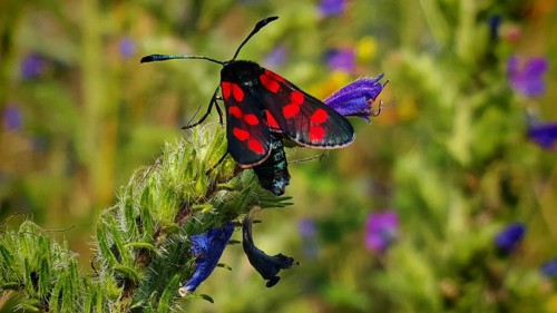 Close-up: a six-spot burnet (Zygaena filipendulae) with red spots perched on a purple plant, summer
