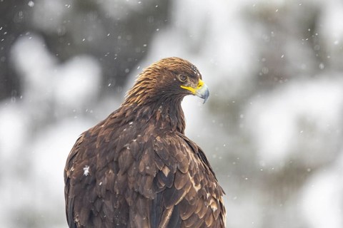 Golden eagle (Aquila chrysaetos) feeds on deer carcasses Austria